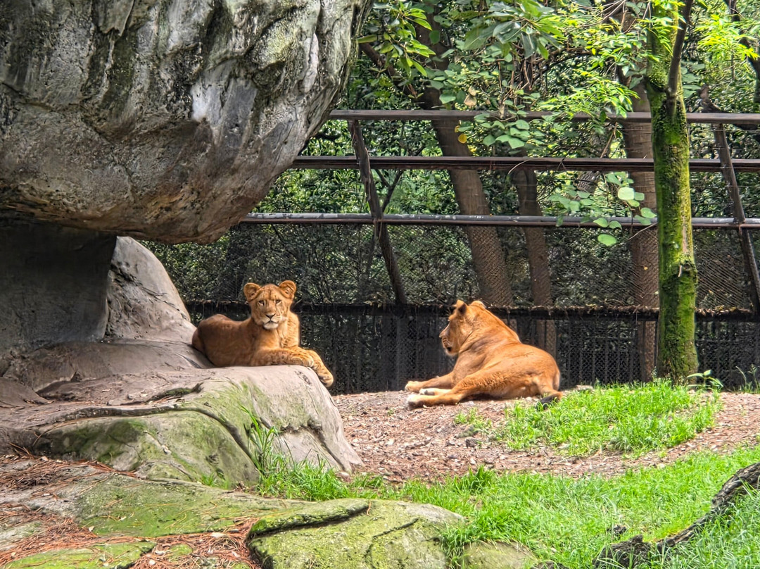 Zoológico de Chapultepec-墨西哥城必去景点