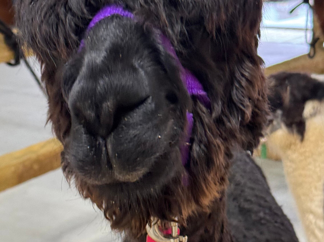 Ellaberry Llama Farm-亨德森维尔必去景点