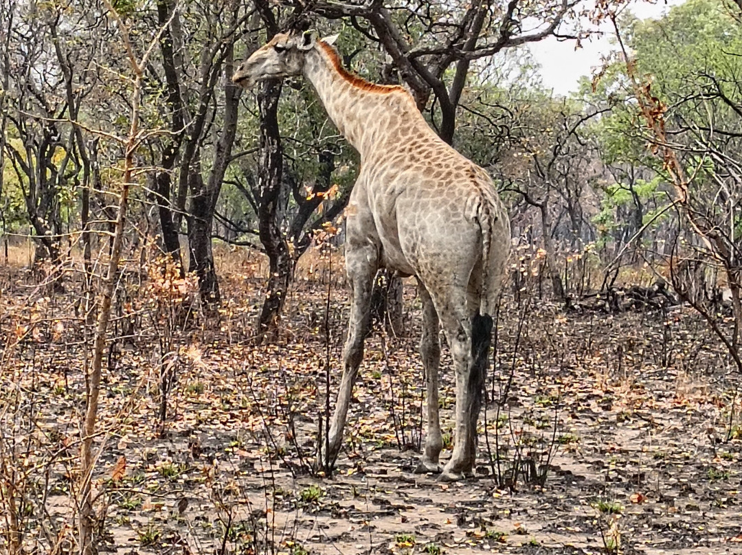 Kuti Wildlife Reserve-沙利马必去景点