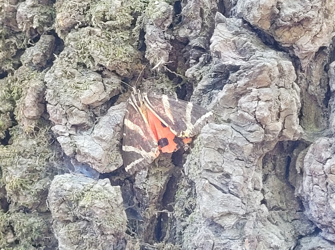 Valley of the Butterflies-Petaloudes必去景点