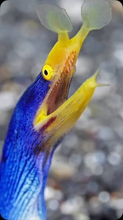Dive Central Gili-吉利特拉万安必去景点