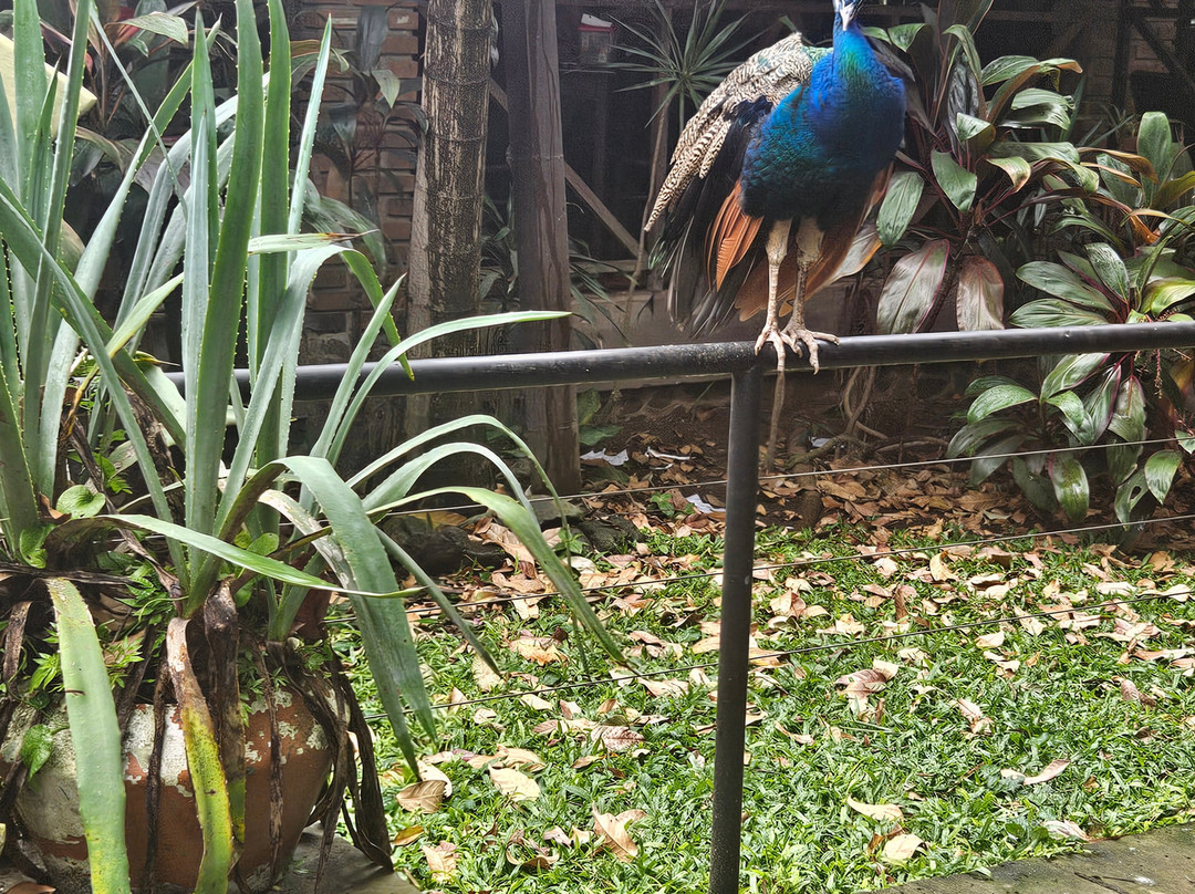 Rescate Wildlife Rescue Center-阿拉辉拉必去景点