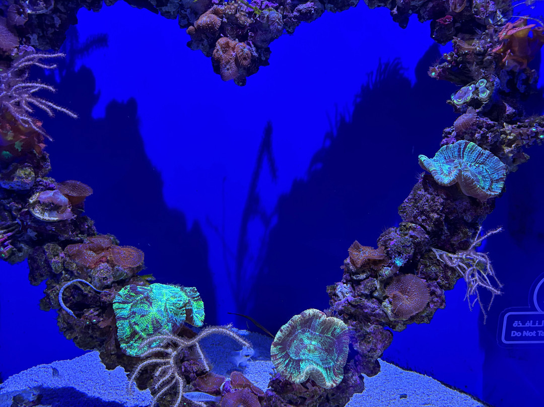 The National Aquarium Abu Dhabi-阿布扎比必去景点