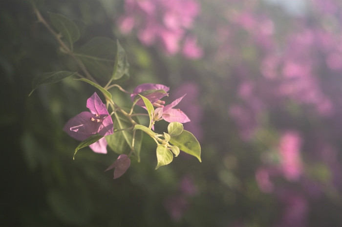 植物园温室-北京市必去景点