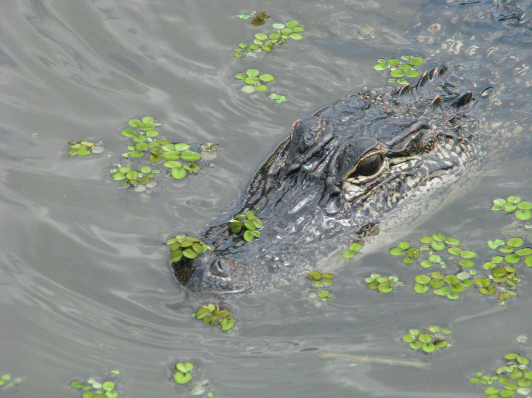 Zam's Bayou Swamp Tours景点图片