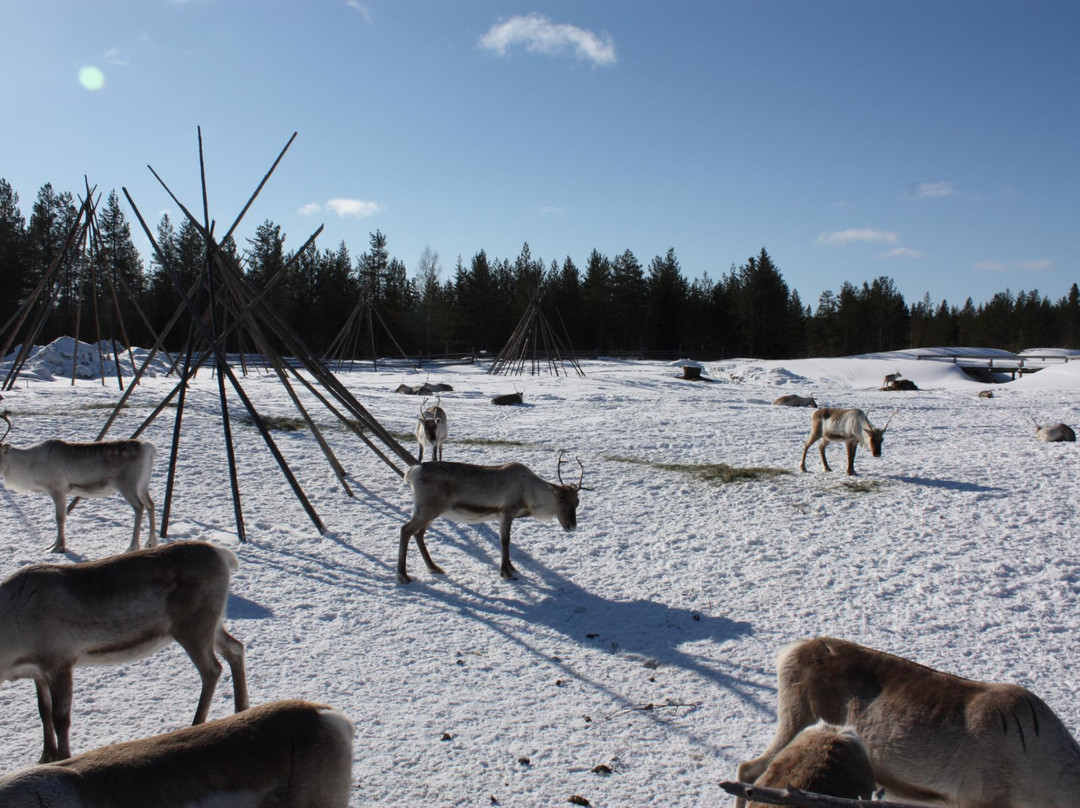 Lampivaara旅游景点-Kopara Reindeer Park