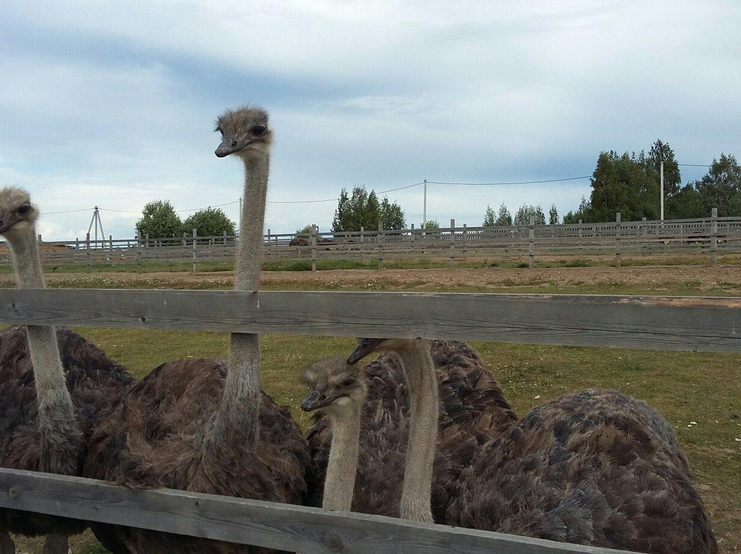 Eco-Farm Izborsk Ostrich景点图片