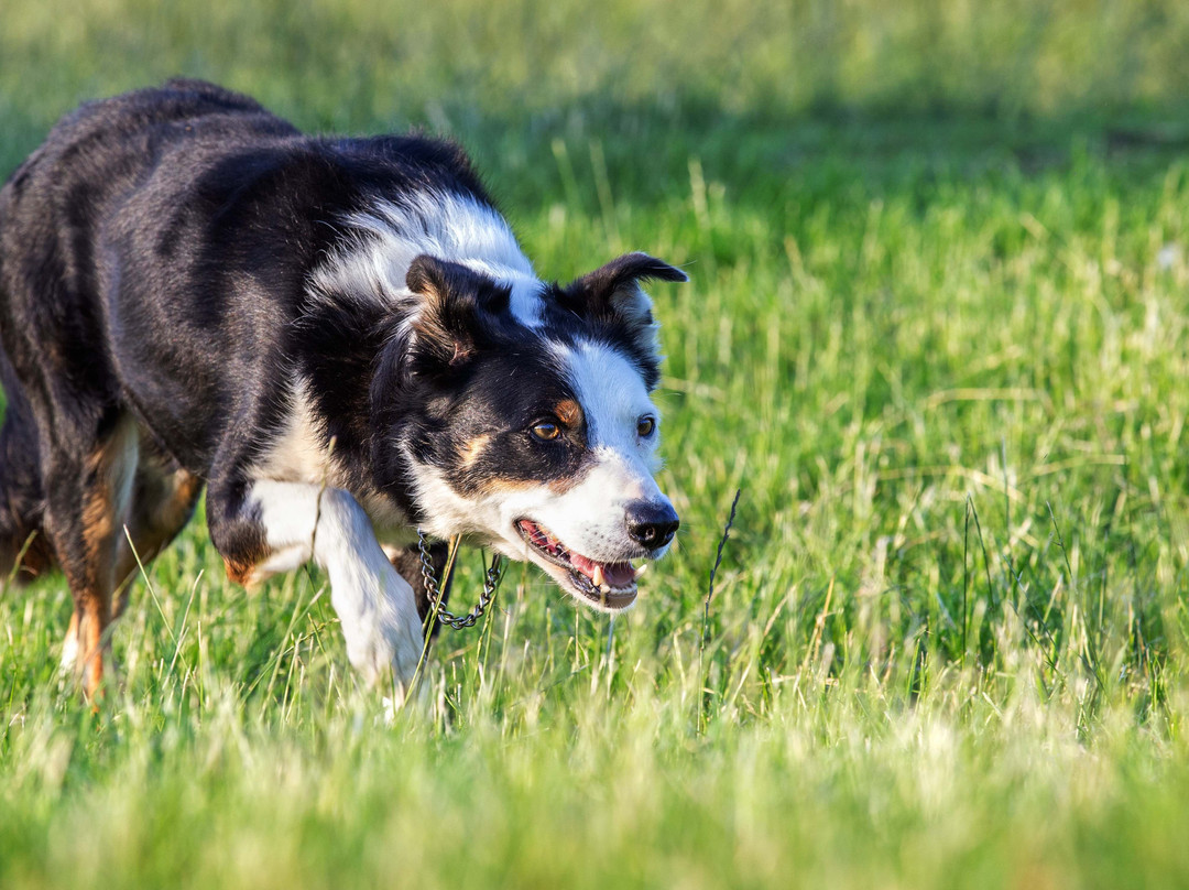 Nij Vyas Sheepdog Experience景点图片