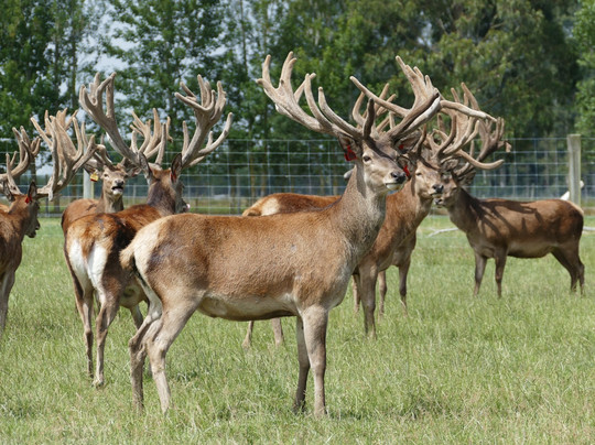 Geraldine Farm Tours-杰拉尔丁必去景点