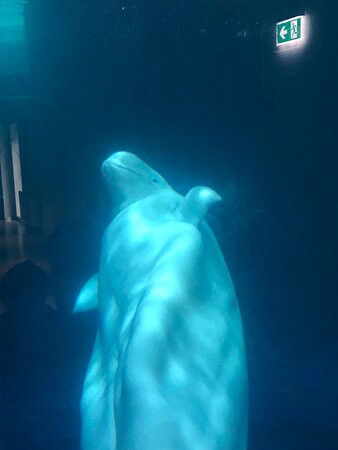 SEA LIFE Trust Beluga Whale Sanctuary景点图片