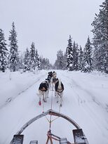 Lapland Sleddog Adventures景点图片