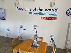 African Penguin & Seabird Sanctuary-干斯拜必去景点