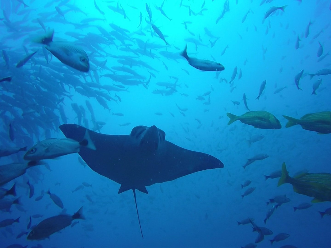 Rockdivers Costa Rica景点图片