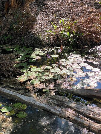 Botanic Walk-Mataranka必去景点