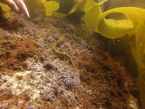 Cipreia Dive Club-塞新布拉必去景点