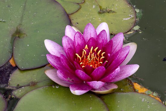 Les Jardins de Compostelle景点图片