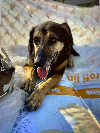 Zarkovica Animal Shelter-杜布罗夫尼克必去景点