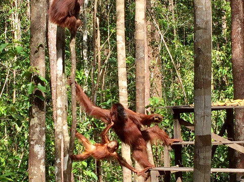 OrangutanDays
