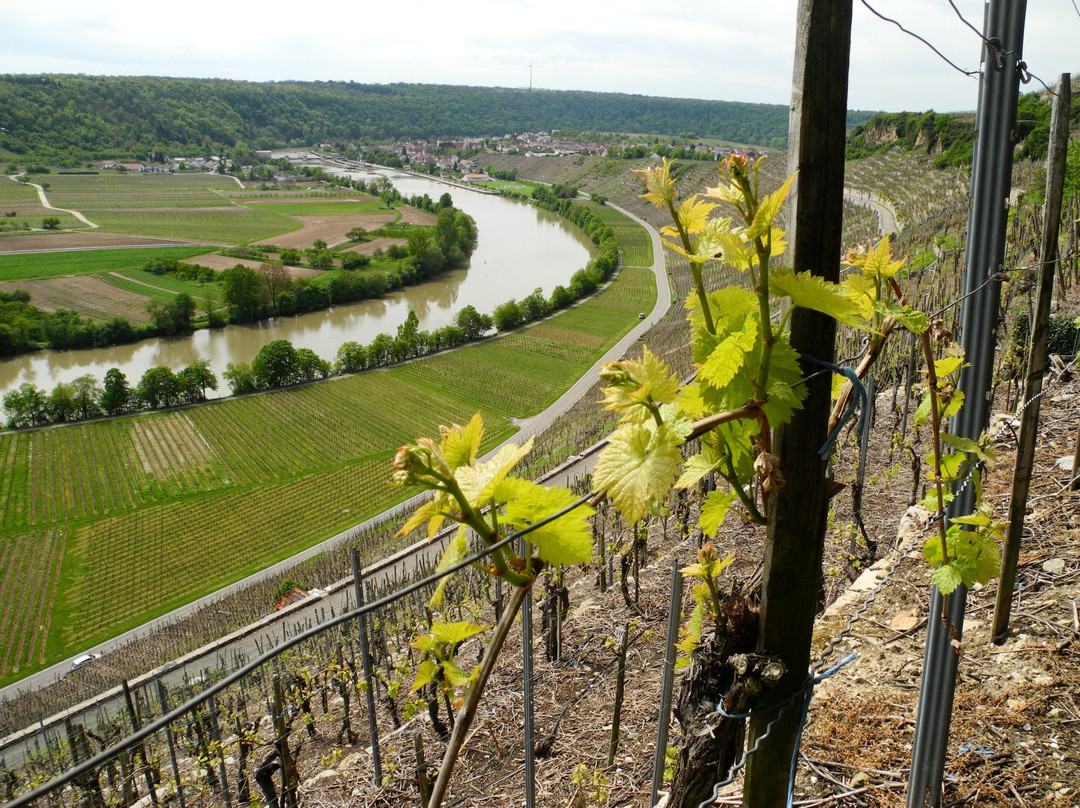 Zur Neckarschleife bei Hessigheim景点图片