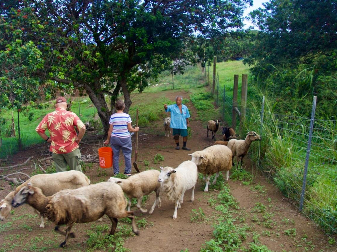 Kahumoku Farm Tour with George Kahumoku-怀露库必去景点