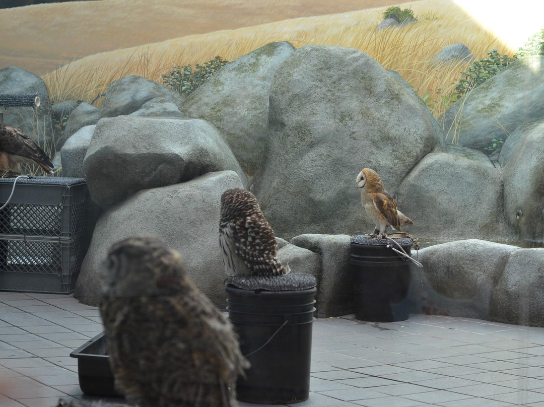 Lindsay Wildlife Museum