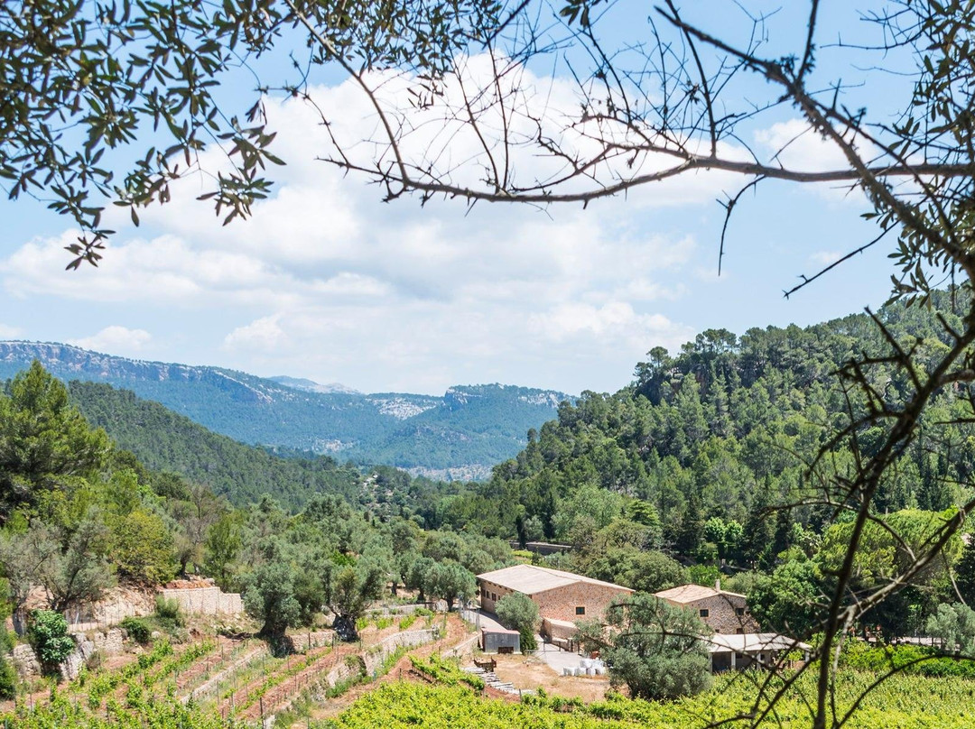 Bodega Son Vich de Superna-Puigpunyent必去景点