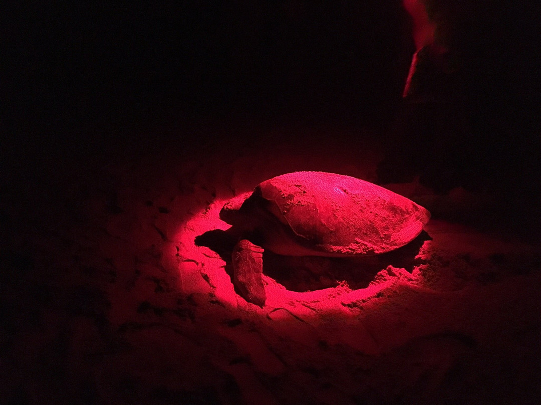 Turtle Watch Rekawa-唐卡拉必去景点