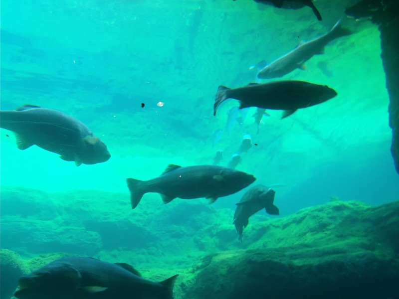 奥尔巴尼旅游景点-Flint RiverQuarium