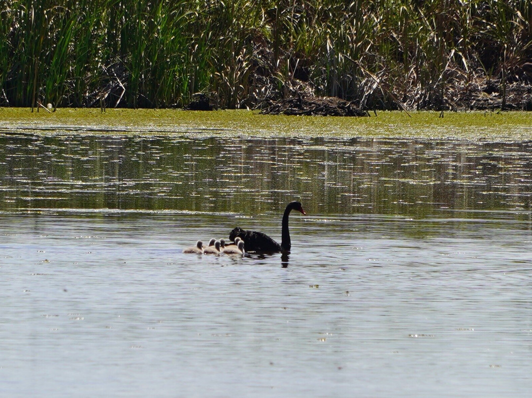 Buckleys Hole Conservation Park景点图片