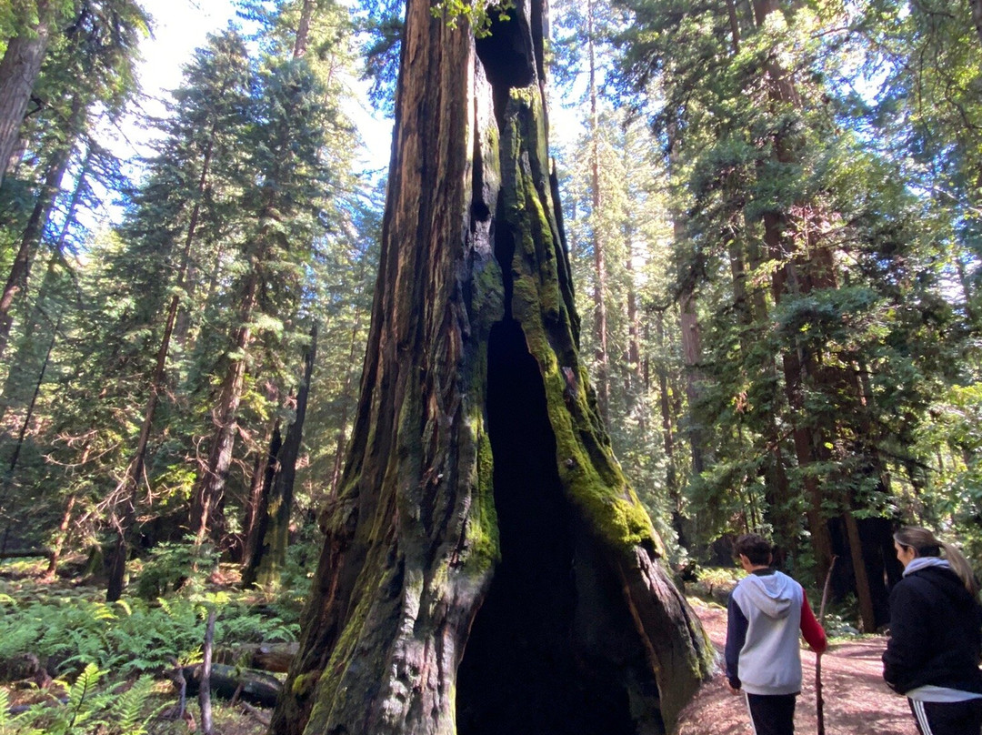 Montgomery Woods State Reserve景点图片