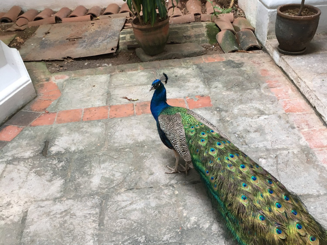 The Arab House-哈瓦那必去景点