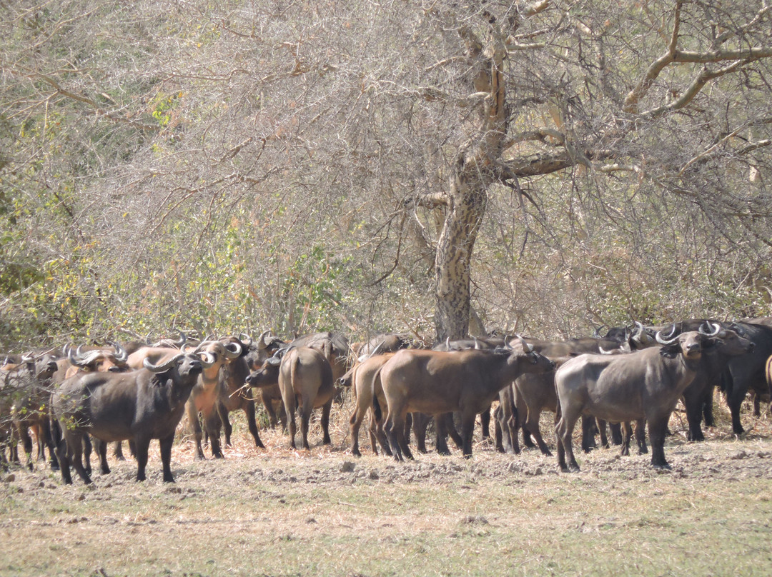 Zakouma National Park-乍得必去景点