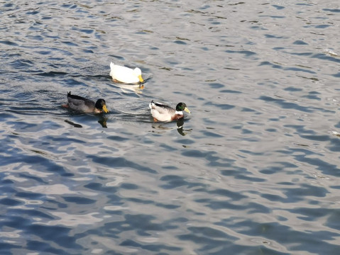 Embalse De Los Rosales-Galapagar必去景点