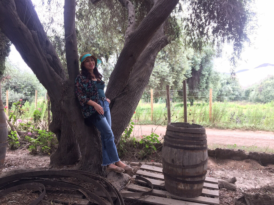 Olivos Centenarios-Huasco必去景点