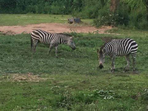 Jm Jungle Safaris Uganda Limited-恩德培必去景点