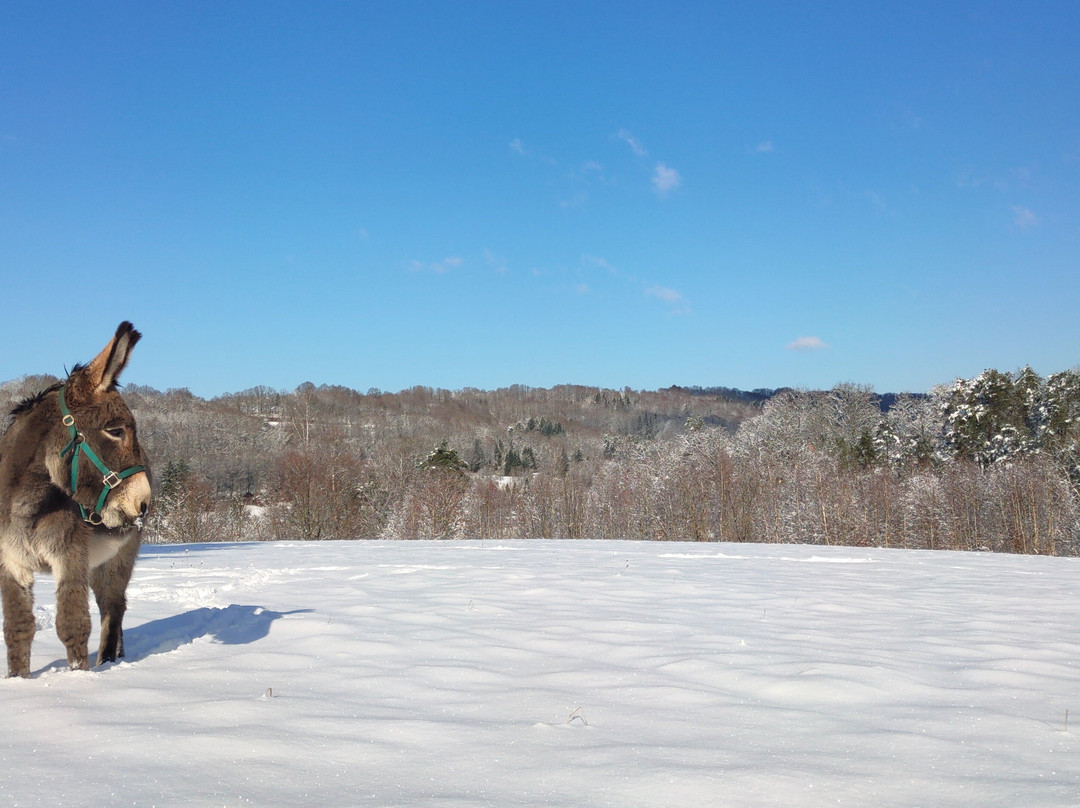 Eselwandern Pfalz-Eppenbrunn必去景点