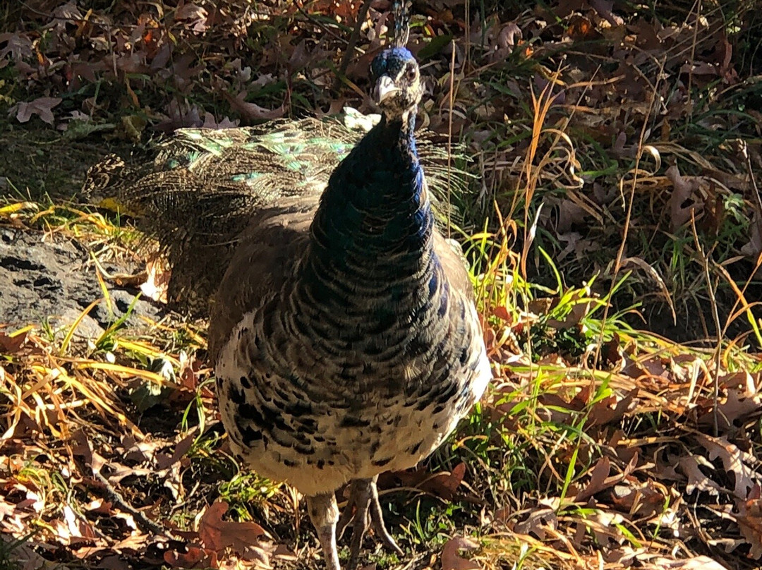 Potter Park Zoo-兰辛必去景点