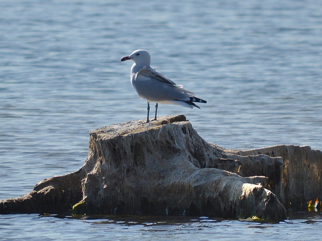 Valencia Birding Birdwatching Tours-巴伦西亚必去景点