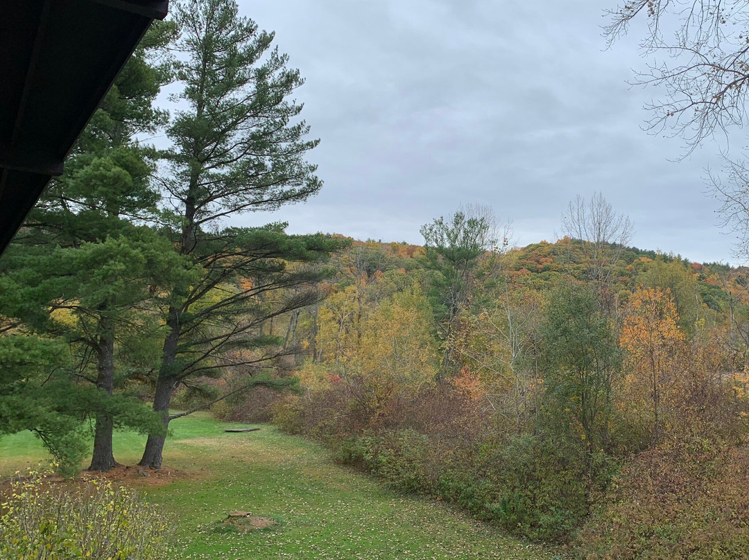 Wind in the Pines主图