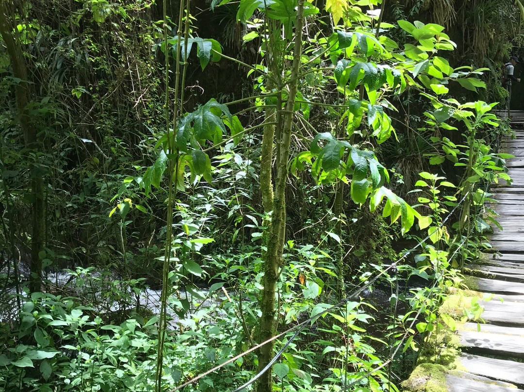 Cocoratours Valle de cocora-萨伦托必去景点