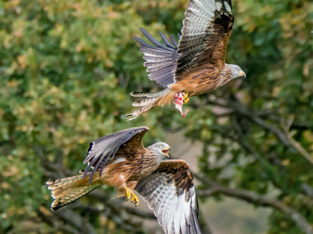 Red Kite Feeding Station, Llanddeusant景点图片