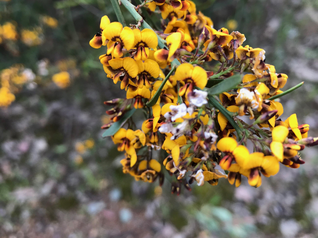 Hume And Hovell Monument-Myrtleford必去景点