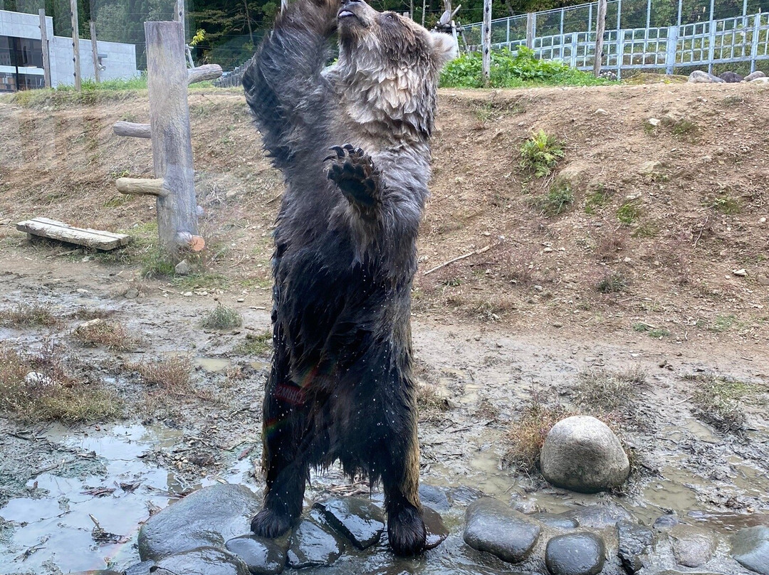 Kuma Kuma Farm景点图片