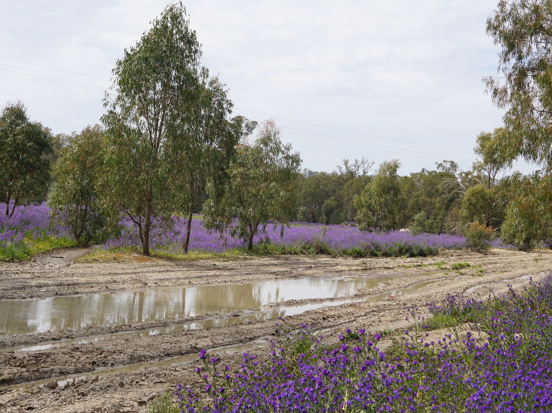 Murrumbidgee Valley National Park景点图片