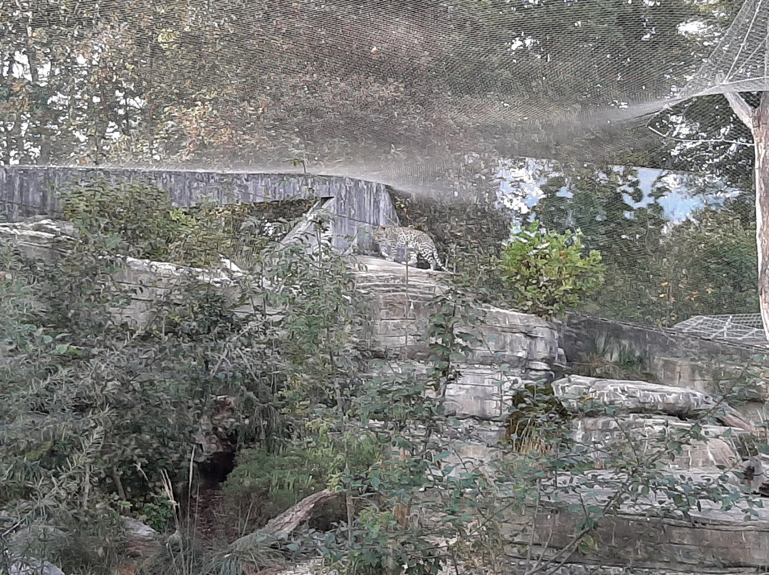 Tierpark Bern-伯尔尼必去景点