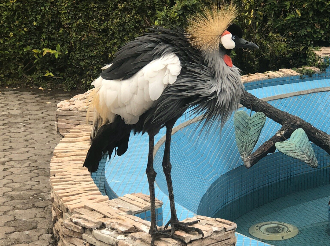 Cap Kivu Hotel主图