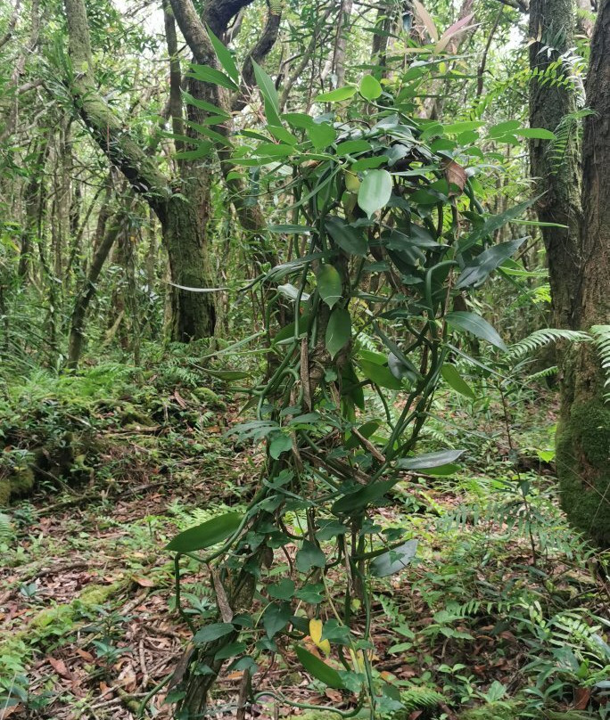 Plantation Vanilla-Bourbon景点图片