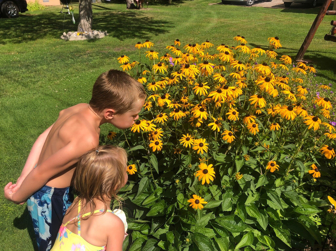 Driftwood Resort主图