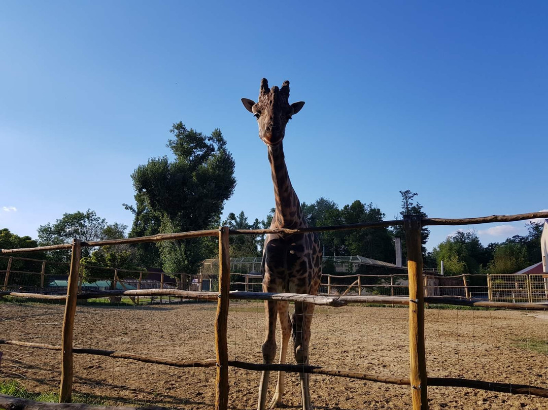 Zoo Gyor景点图片