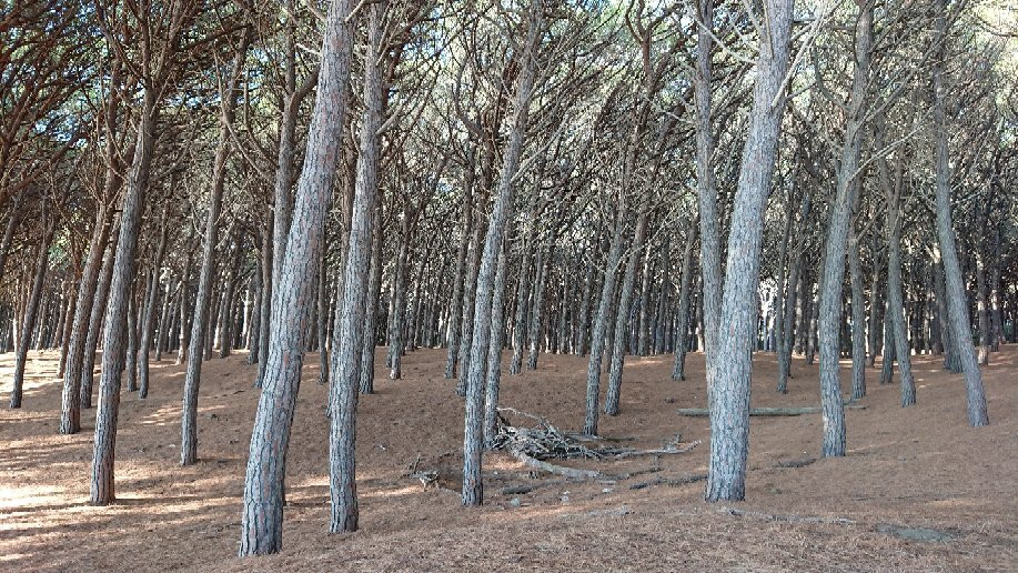 Marina di Bibbona - Marina di Cecina Trail景点图片